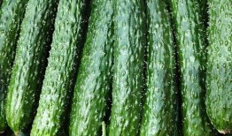 最新黄瓜爆料图片大全,揭秘最新爆料图片大全的时尚风采