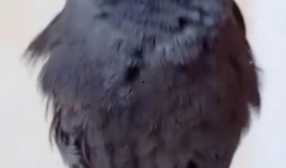 八哥最新视频爆料,娱乐圈幕后真相大曝光！